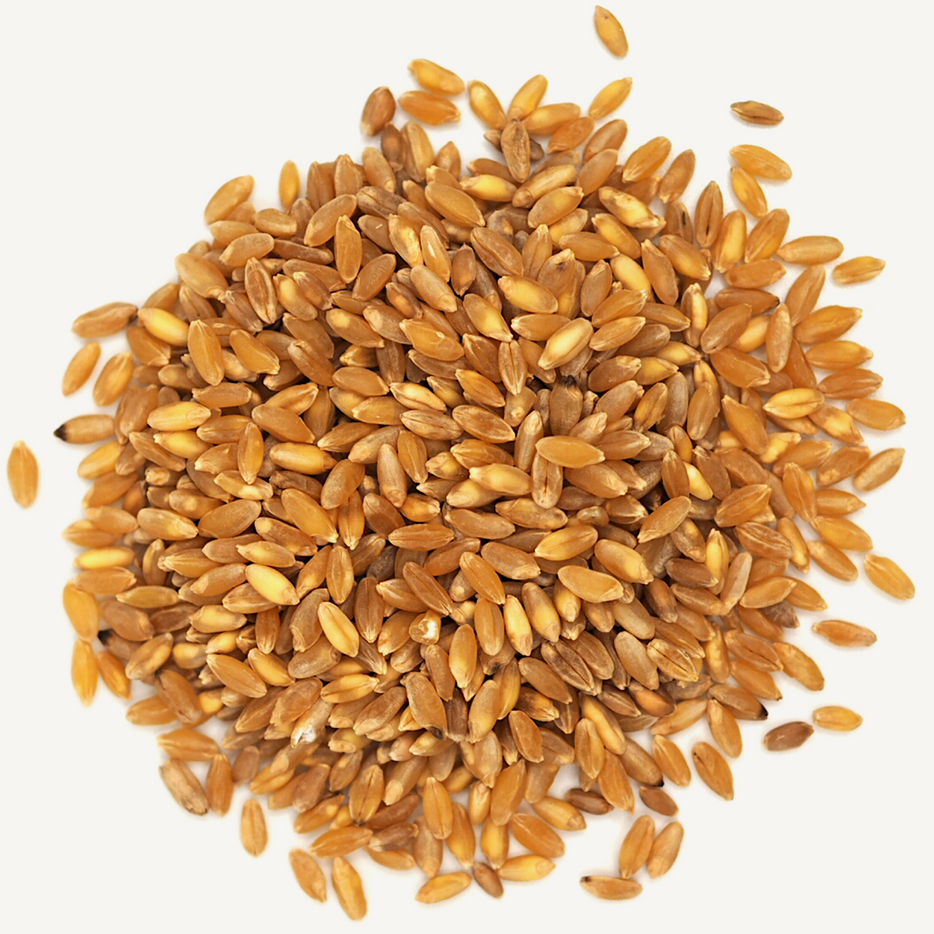 Durum berries