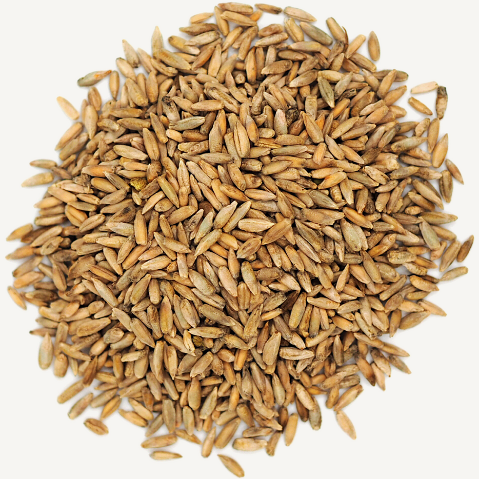 Rye berries